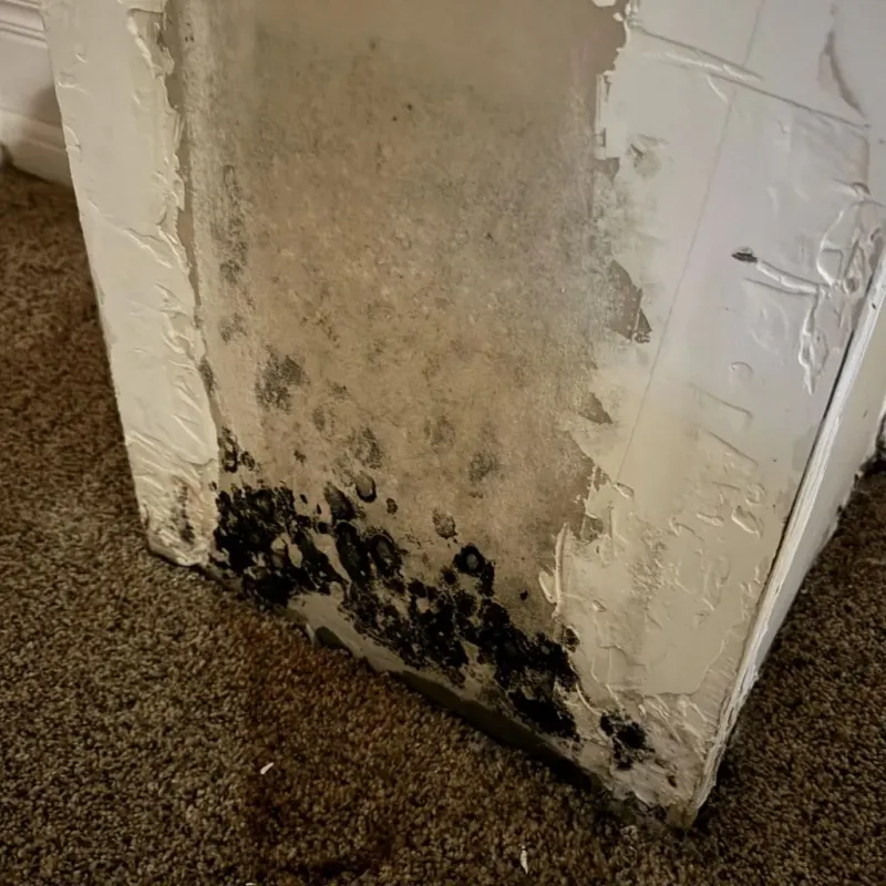 Professional Mold Removal in Folsom, NJ